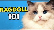 Ragdoll Cat 101 - Learn EVERYTHING About Them!