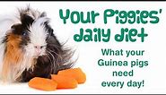 What Does a GUINEA PIG Eat? | Guinea Pig DAILY DIET | Feeding Guinea Pigs & Best Food