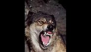 Wolf Sounds 2 *Growling*