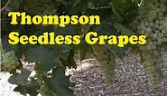 Thompson Seedless Grapevines in AZ
