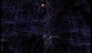 Neurons and how they work