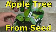 How to Grow an Apple Tree from Seed