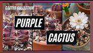 Purple Cactus Collection / #cactus