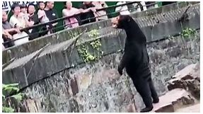 Chinese zoo denies its sun bears are humans in costumes