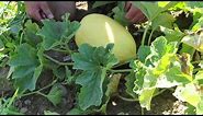 When to Harvest Your 'Lilly' Crenshaw Melon