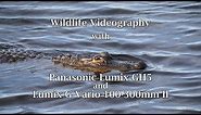 Wildlife Videography GH5 and Lumix G Vario 100-300mm II Lens