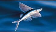 The Evolution of Flying Fish