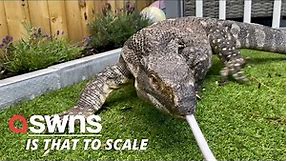 Meet Rex - the 18kg monitor lizard who lives with family-of-four and even goes out for walks | SWNS