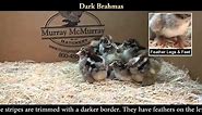 Dark Brahma Chicks