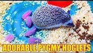 Pet pygmy hedgehog giving birth