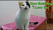 10 Signs Your Cat Loves You