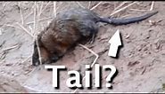 3 Differences Between Muskrats And Beavers