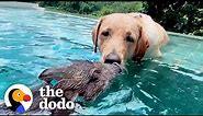 The World's Cutest Interspecies Friendships | The Dodo