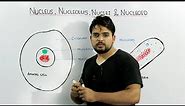 Nucleus, Nucleolus, Nuclei and Nucleoid concept