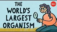 The world’s largest organism - Alex Rosenthal