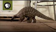 Abused Baby Pangolin Gets a New Home