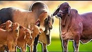 Brahman breed - is it the best breed to breed in India? #bull #brahman #cow