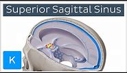 Superior sagittal sinus - Location & function- Human Anatomy | Kenhub