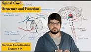 Structure and Function of Spinal Cord