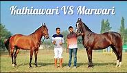 Difference Between Marwari & Kathiawari Horse by PP Savani Horse Riding School