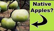3 Native Crabapples You Need for Pollinators and Wildlife!