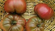 Black Krim Heirloom Tomato From Seedling to Taste Test!
