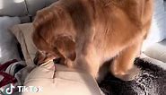 Afternoon Nap: Funny Dog Video of a Golden Retriever's Favorite Pillow
