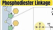 Sugar-Phosphate Backbone: phosphodiester linkage #biology #science see full lecture for nucleotides!