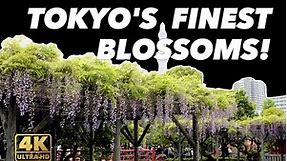 Tokyo’s No. 1 Temple Blossoms - Kameido Tenjin Shrine’s wisteria in full bloom