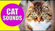 CAT MEOWING SOUNDS | Realistic Cat Sounds and Noises with Videos