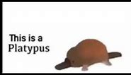This is a Sandwich Meme but it’s a Platypus (Original)