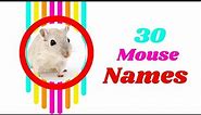 Mouse Names : 30 Adorable Pet Male And Female Mouse Names with Meaning ! Pet Names 2021