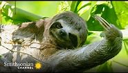 Why Sloth Fur is Perfect for an Upside-Down Life 🦥 Gorgona Snake Prison Island | Smithsonian Channel
