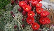 Scarlet Hedgehog Cactus, Claret Cup | High Country Gardens