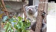 A Day in the Life of a Baby Koala