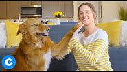Dog Tricks: Teaching the Dog High Five | Chewy