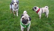 Pugs Running with the Big Dogs