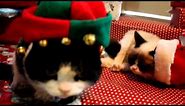 Grumpy Cat and Pokey on Christmas!