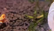 I want this shrimps kind of confidence 🤣 #fancyshrimp #aquariumshrimp #shrimp #aquariumhobby #aquarium | Nature Pets & Aquariums