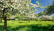 The ultimate guide to planting your own orchard: 'Getting it right is easy; sadly, so is getting it wrong' - Country Life
