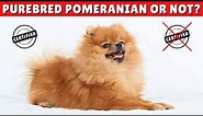 How Can You Tell If Your Pomeranian Is a Purebred Dog?