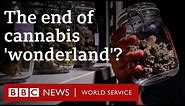 How Thailand's lucrative cannabis industry is under threat - BBC World Service Documentaries