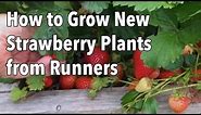 Growing Strawberries: How to Grow New Strawberry Plants from Runners