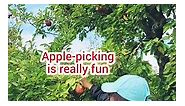 Apple-picking in CANADA #applepicking #autumn #canada | Menchie's Fil-Can Life