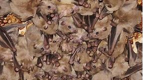 Egyptian fruit bat (Rousettus aegyptiacus) (Geoffroy, 1810) Νυχτοπάππαρος - Φρουτονυχτερίδα - Cyprus