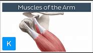 Arm Muscle Anatomy and Function Explained - Human Anatomy | Kenhub