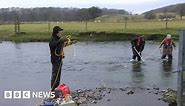 Fish death probe launched into River Teifi pollution