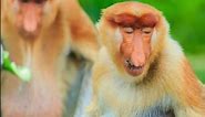 This Monkey Has a Oversized Nose