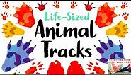 Kids Books Read Aloud: Life-Sized Animal Tracks by John Townsend