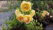 Golden Celebration rose, English Shrub Rose ( David Austin) in Vietnam